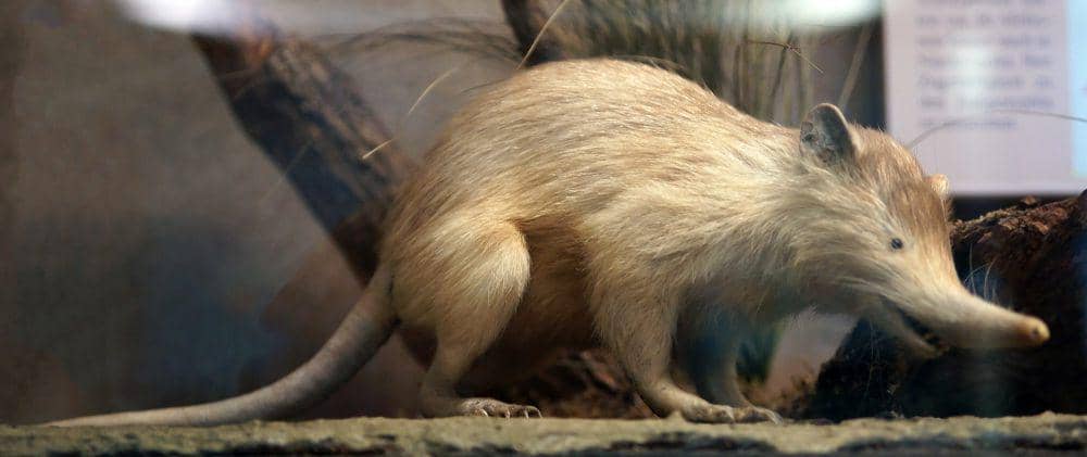 ilustrasi solenodon  (commons.m.wikimedia.org/Sandstein)