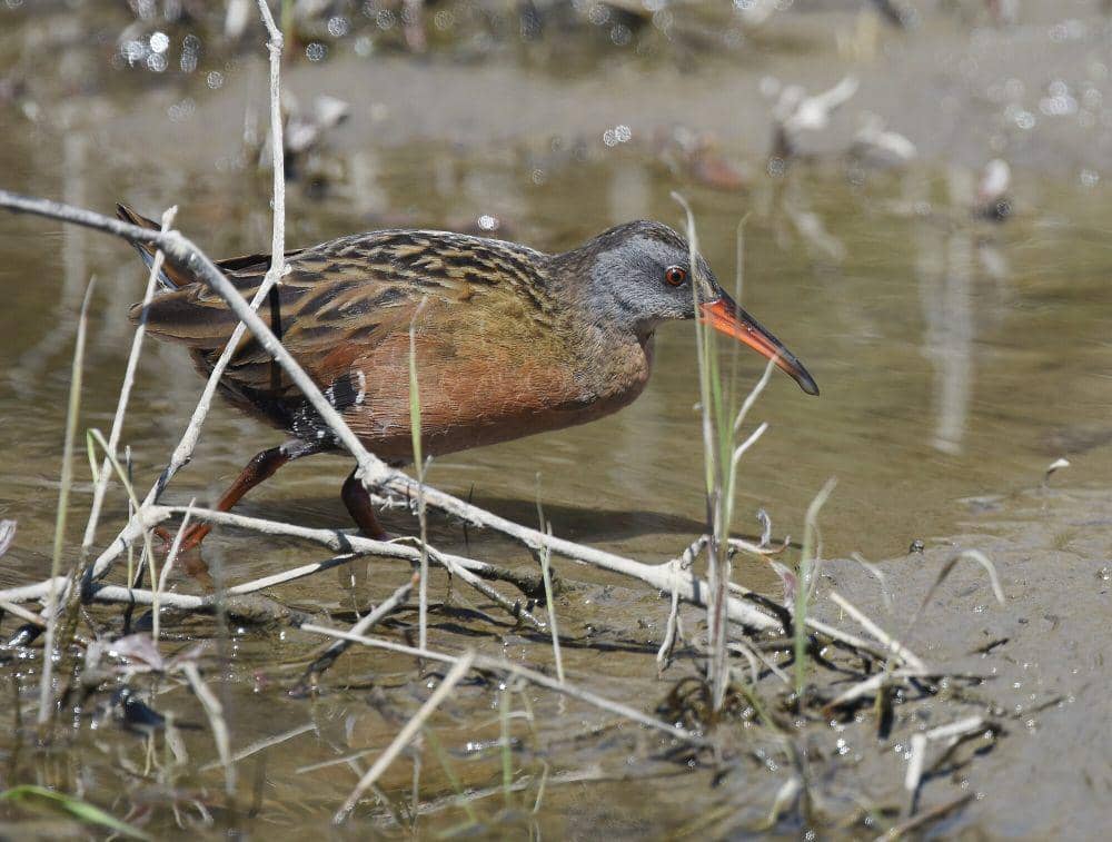 Virginia rail (commons.m.wikimedia.org/Wildreturn)