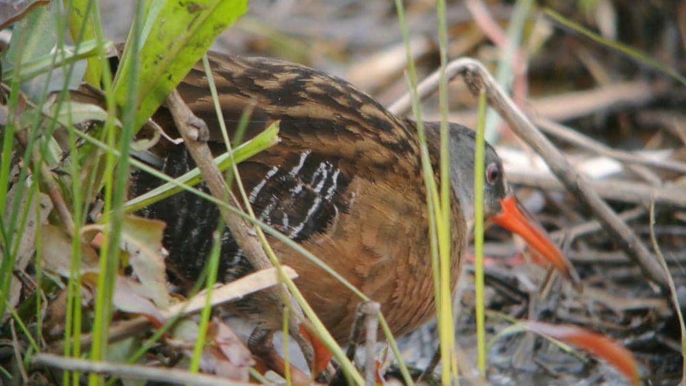 Virginia rail (commons.m.wikimedia.org/Andy Reago and Chrissy McClarren)