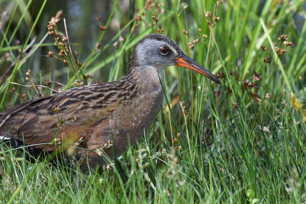7 Fakta Virginia Rail, Burung Clumsy yang Menggemaskan