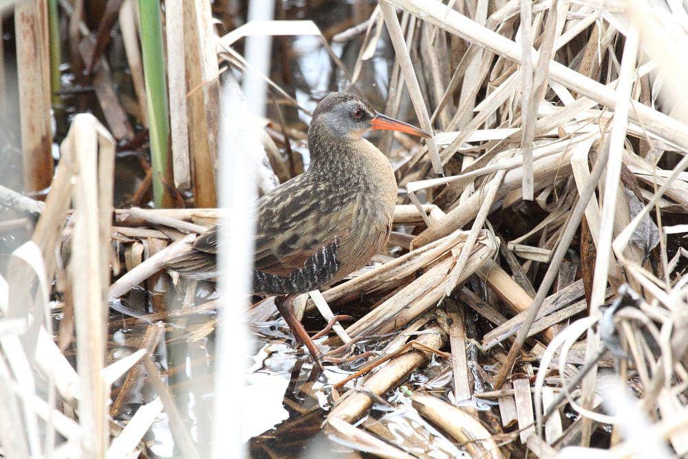 Virginia rail (commons.m.wikimedia.org/Dominic Sherony)