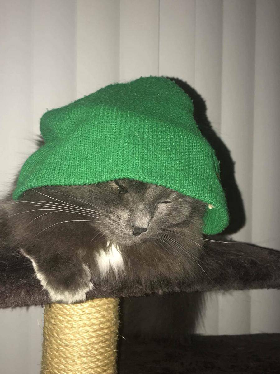 foto lucu kucing pakai beanie (reddit.com/user/YEMsilentjam)