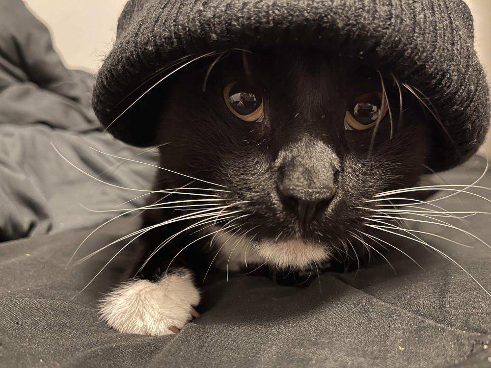 foto lucu kucing pakai beanie (reddit.com/user/Twinclouds626)