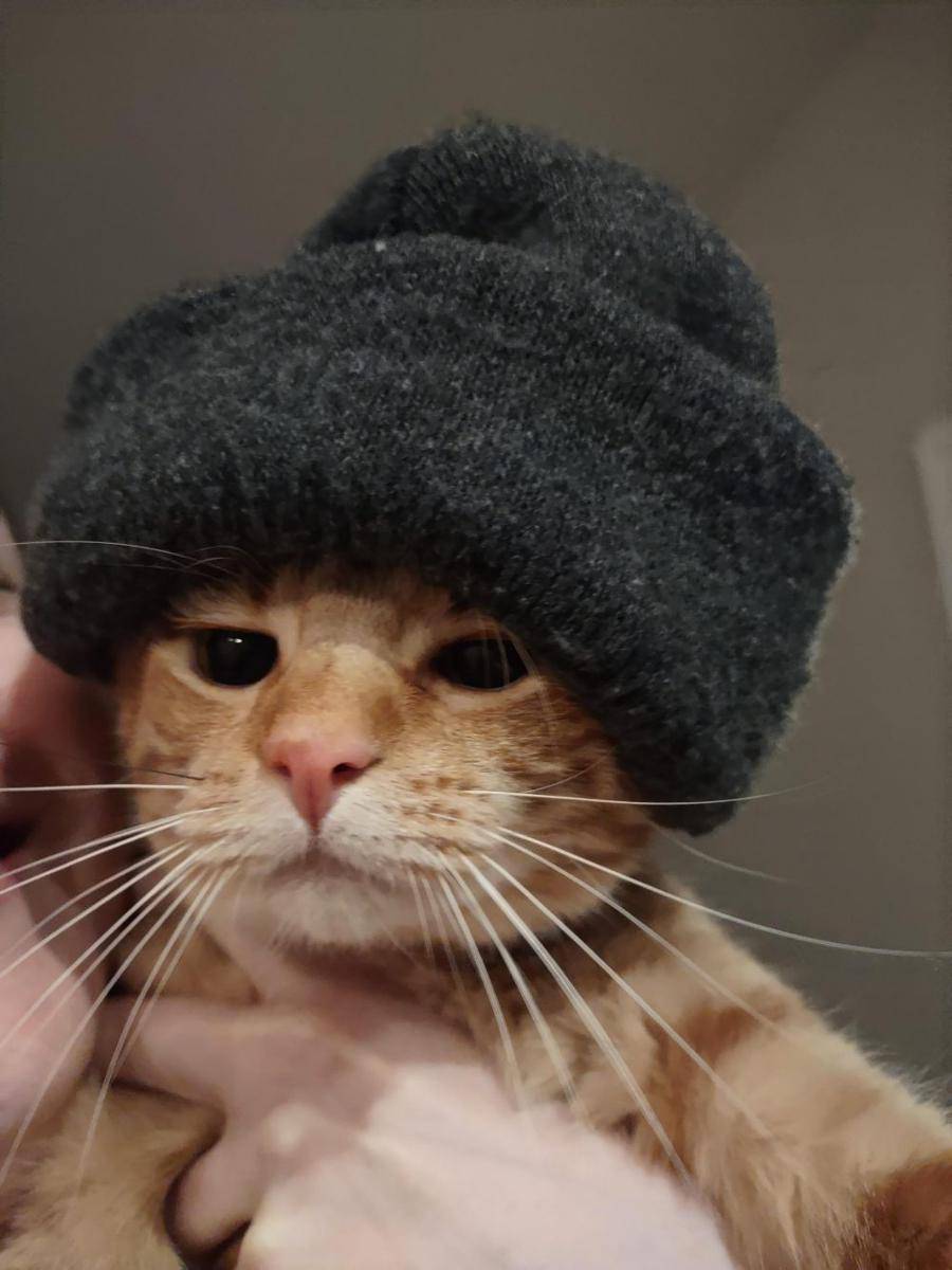 foto lucu kucing pakai beanie (reddit.com/r/cats)