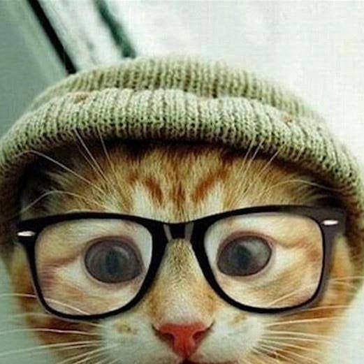 foto lucu kucing pakai beanie (reddit.com/user/CedricKim)