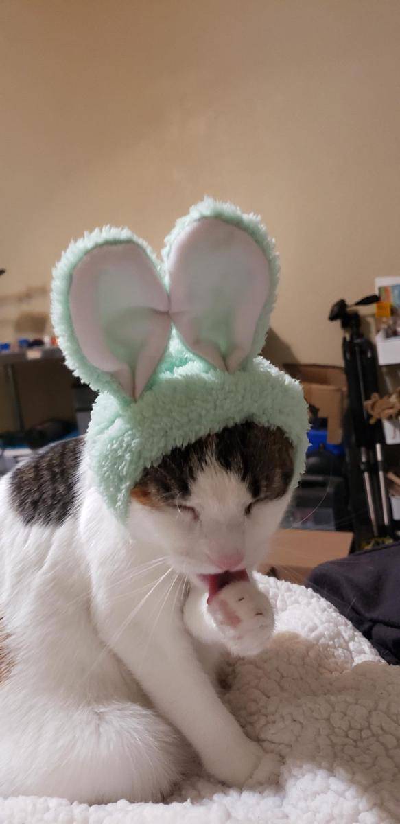 foto lucu kucing pakai beanie (reddit.com/user/LICK_THE_BUTTER)