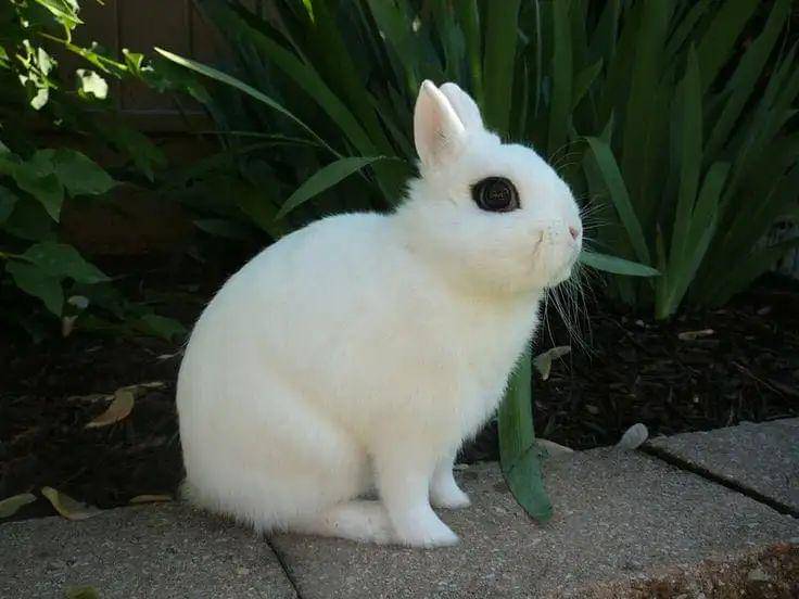Ilustrasi Dwarf Hotot Rabbit (rabbitbreeders.us)