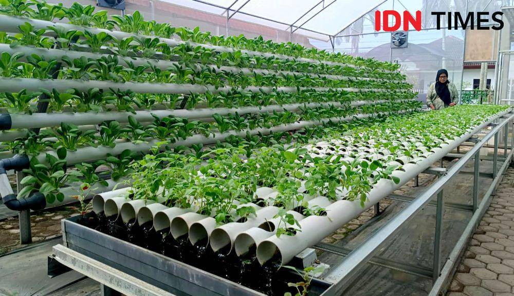 Lahan pertanian hydroponik BRInita Ekosistem Urban Farming di Jalan Santun Kelurahan Sudirejo I, Kota Medan, Kamis (7/12/2023). (IDN Times/Arifin Al Alamudi)