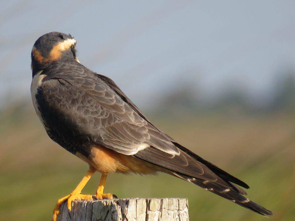 Alap-alap aplomado (commons.m.wikimedia.org/Nicolas Ramirez)