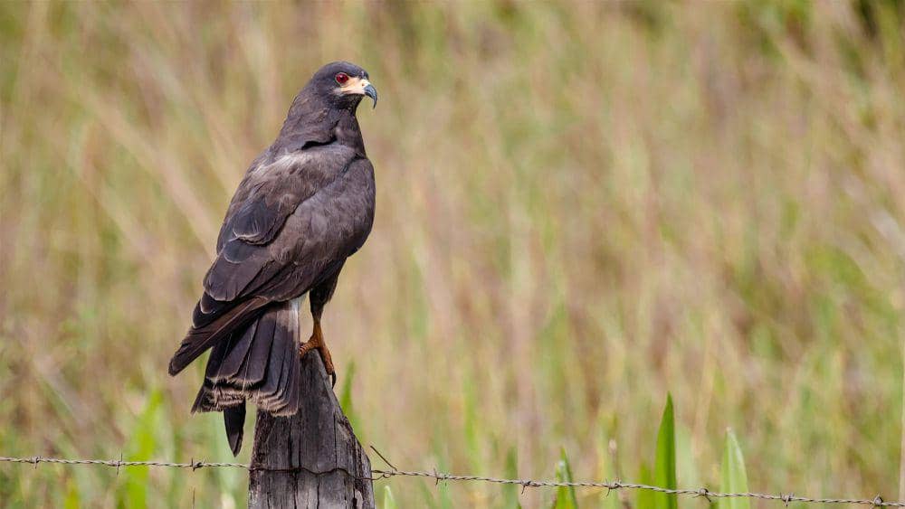 Snail kite (commons.m.wikimedia.org /Claudney Neves)