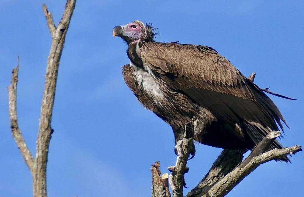 Hering Nubia (commons.m.wikimedia.org/Bernard Dupont)