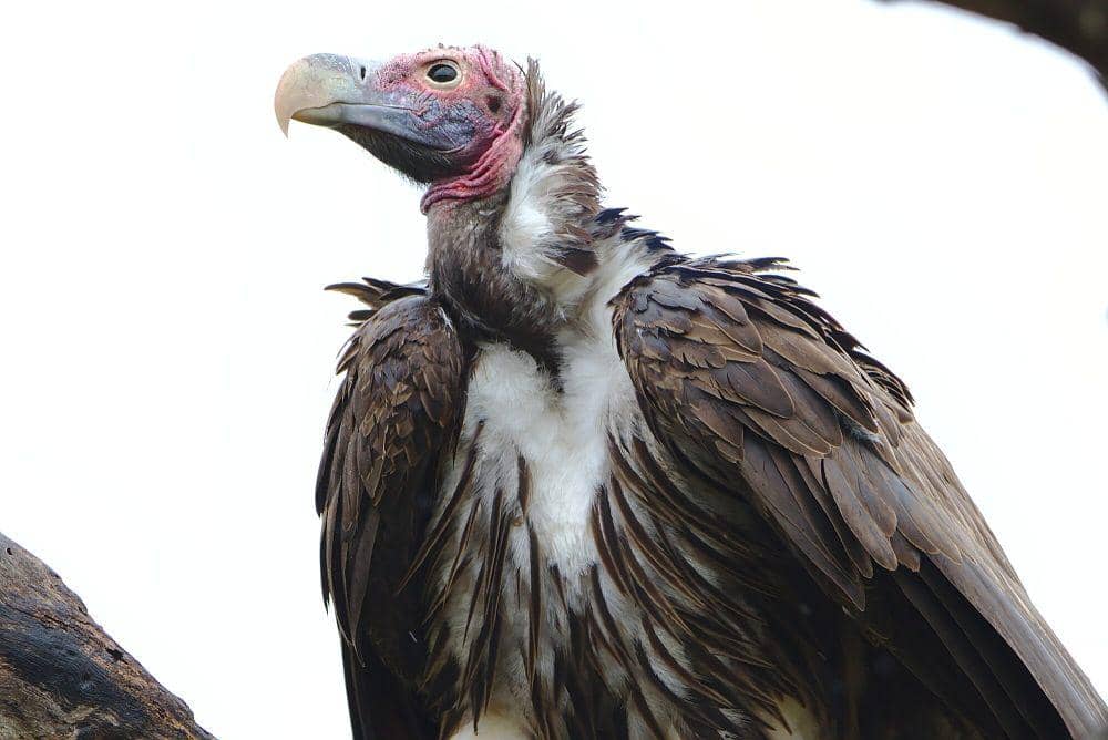 Hering Nubia (commons.m.wikimedia.org/Derek Keats)