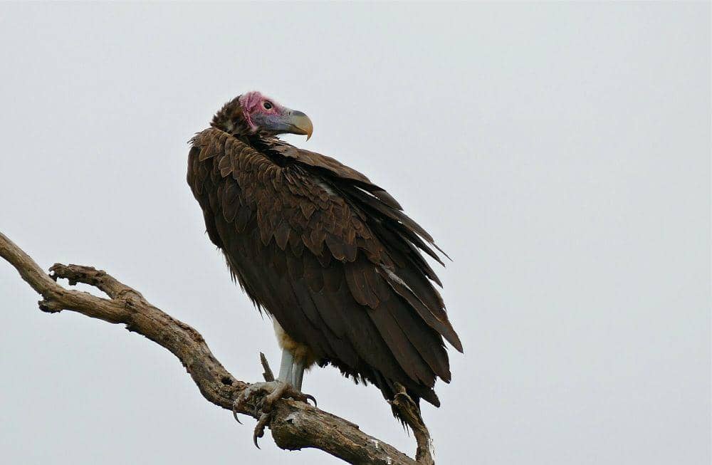 Hering Nubia (commons.m.wikimedia.org/Bernard Dupont)