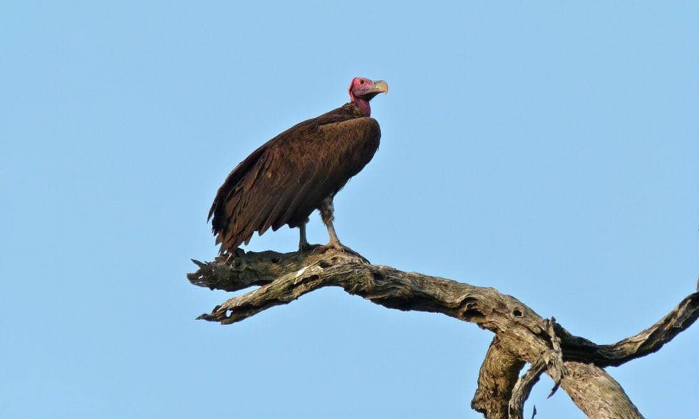 Hering Nubia (commons.m.wikimedia.org/Bernard Dupont)