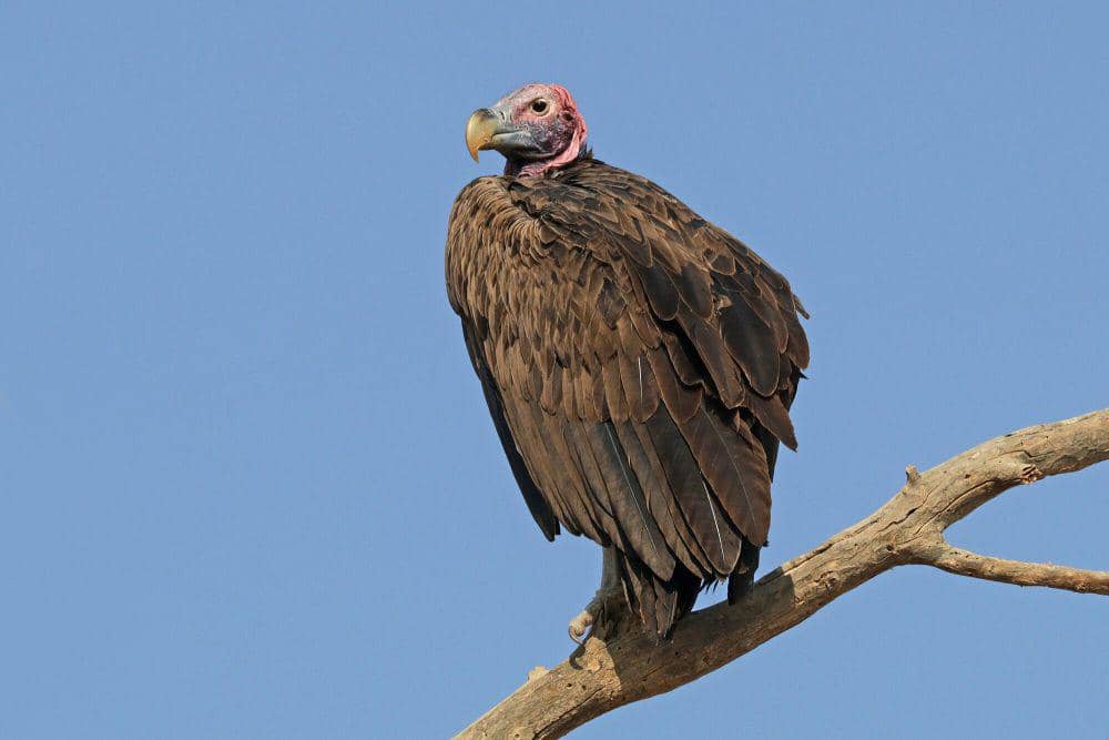 6 Fakta Menarik Hering Nubia, Tetap Bersih Walaupun Memakan Bangkai!