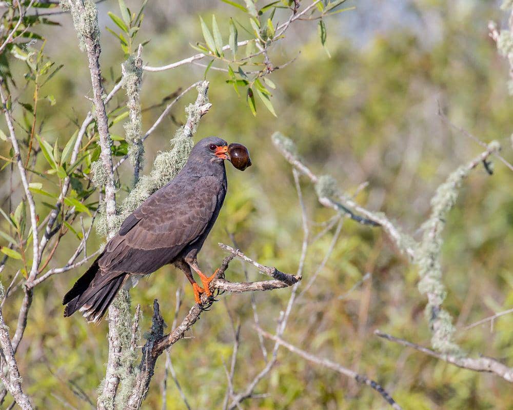 Snail kite (commons.m.wikimedia.org /Andy Morffew)