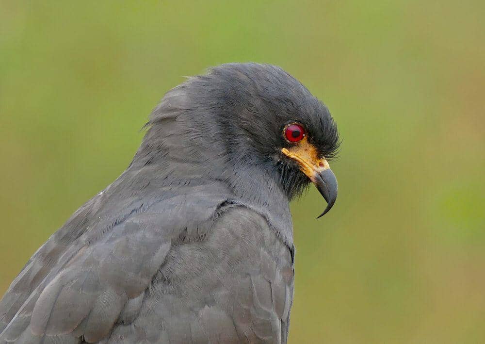 Snail kite (commons.m.wikimedia.org /Bernard Dupont)