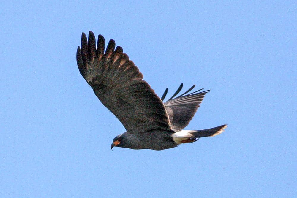 Snail kite (commons.m.wikimedia.org /Ron Knight)