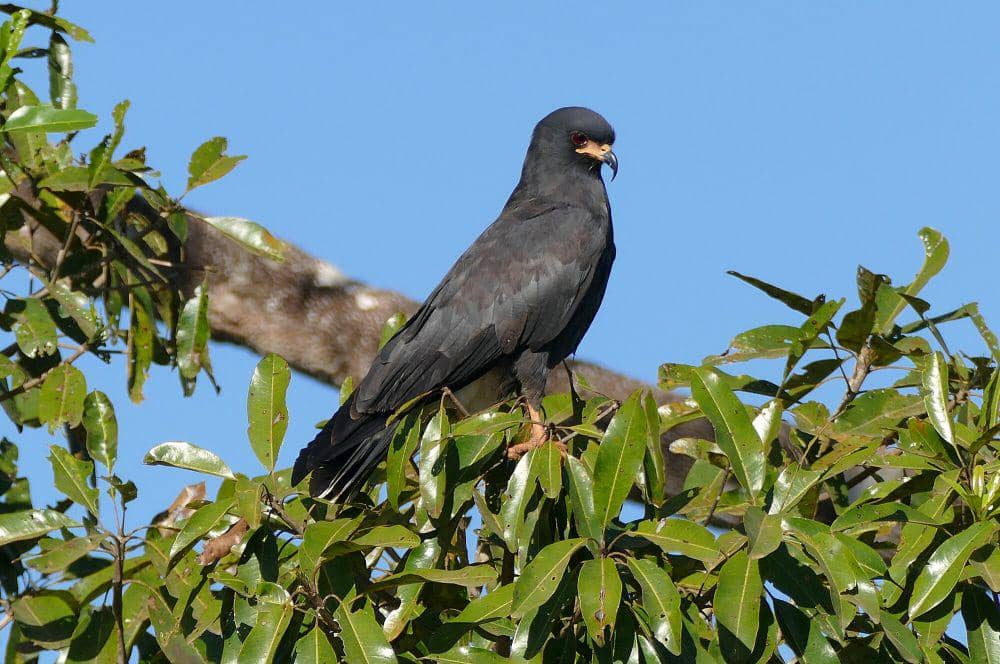 Snail kite (commons.m.wikimedia.org /Bernard Dupont)