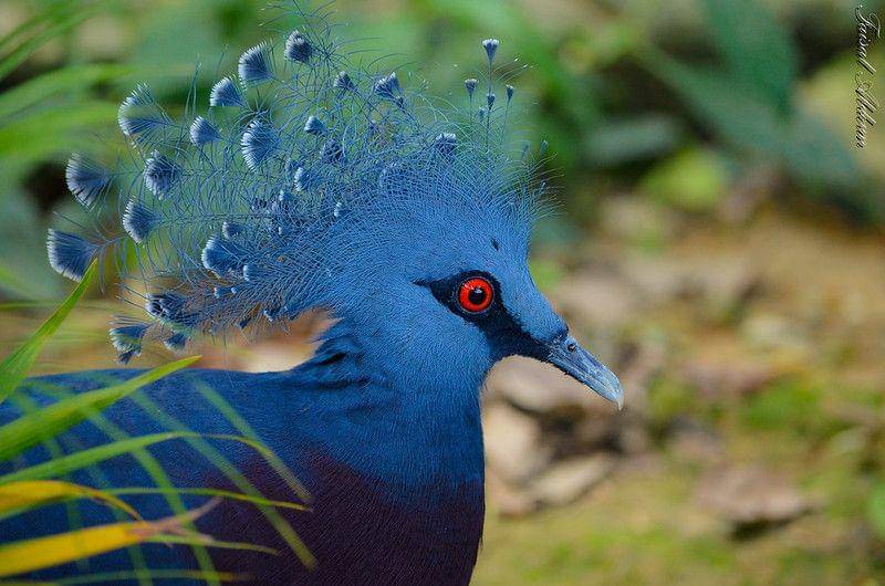 Ilustrasi burung mambruk (flickr.com/Faisal Abdoun)