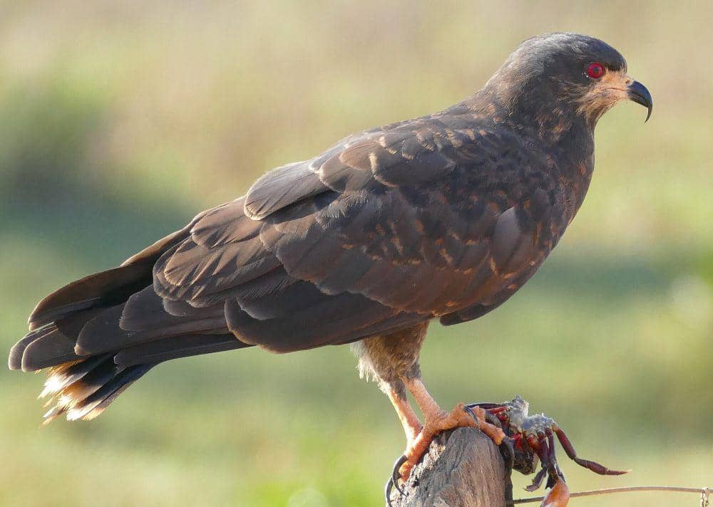 6 Fakta Menarik Snail Kite, si Mata Merah yang Memakan Siput!