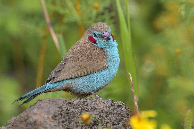 Ilustrasi Red Cheeked Cordon-bleu si pipi merah (flickr.com/Greg-Lavaty)