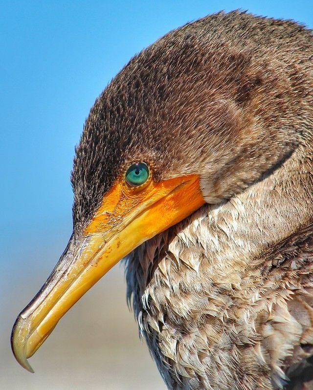 Ilustrasi burung Kormoran bermata biru kehijauan (Flickr.com/Matthew Redfield)