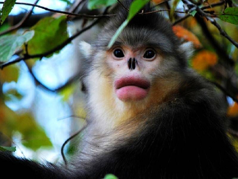 Ilustrasi snub nose monkey (e15.beauty)