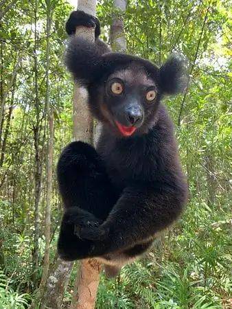 Lemur Indri bergincu merah (TripAdvisor.co.id)