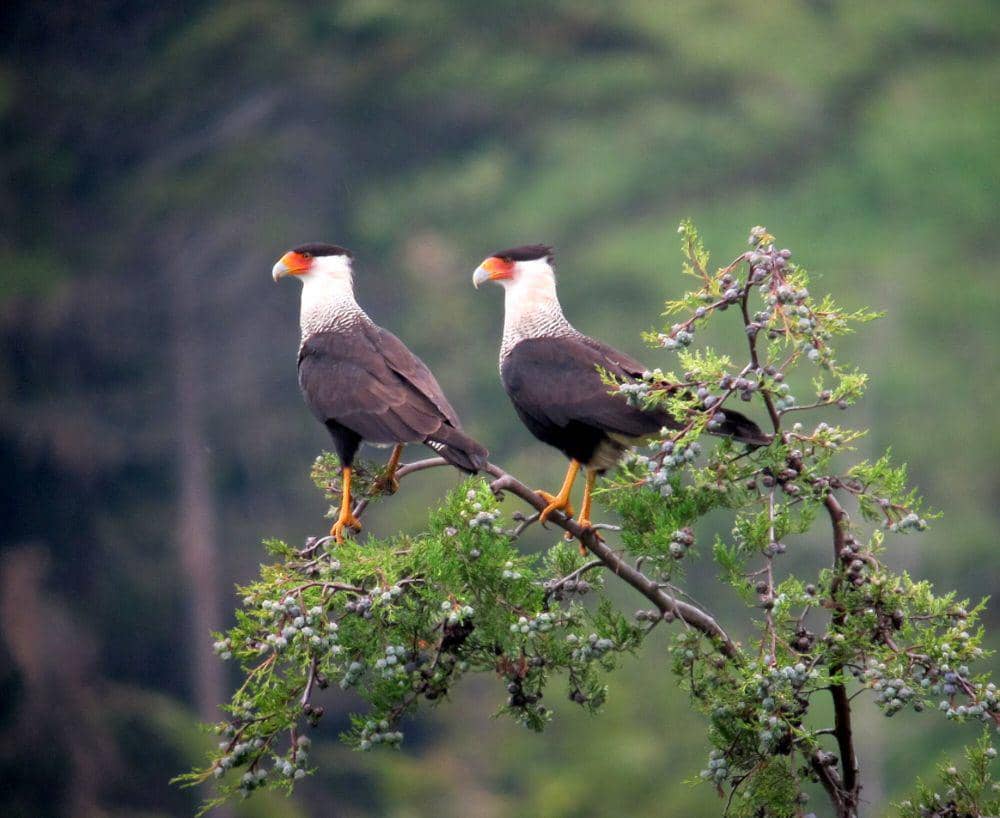 Crested caracara (commons.m.wikimedia.org/Felix Uribe)