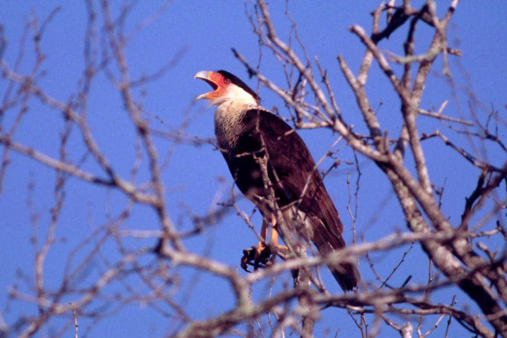 Crested caracara (commons.m.wikimedia.org/Dominic Sherony)