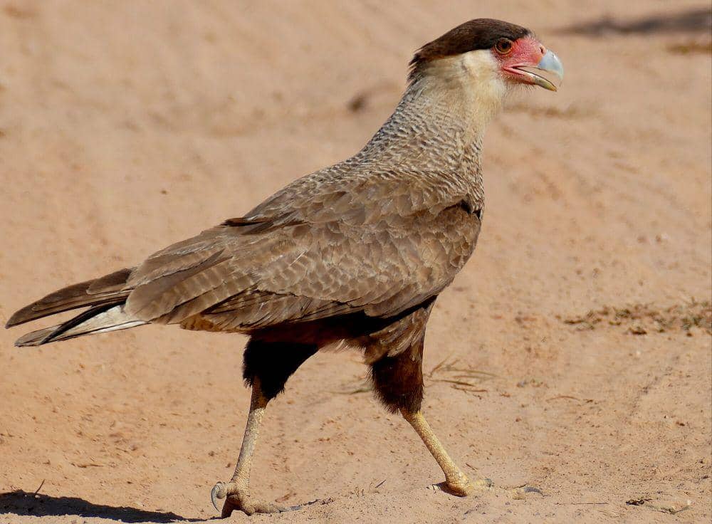 Crested caracara (commons.m.wikimedia.org/Bernard Dupont)