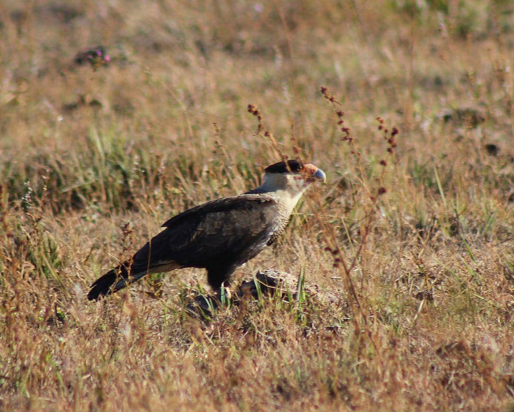 Crested caracara (commons.m.wikimedia.org/Under the same moon...)