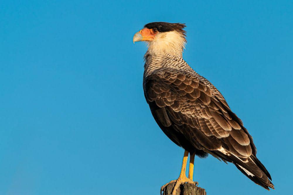 Crested caracara (pixabay.com/Beto)