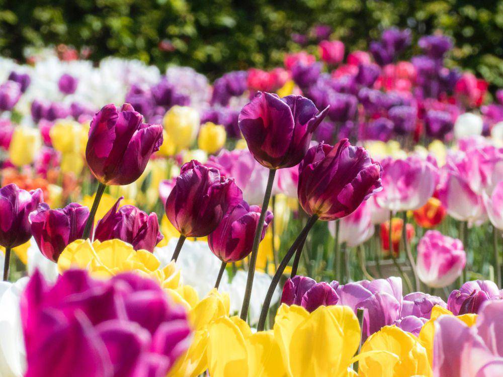potret bunga tulip (pexels.com/Jos van Ouwerkerk)