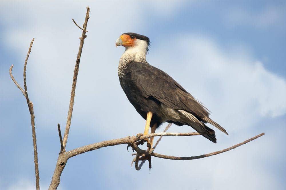 7 Fakta Crested Caracara, Satu-satunya Falkon yang Membangun Sarang