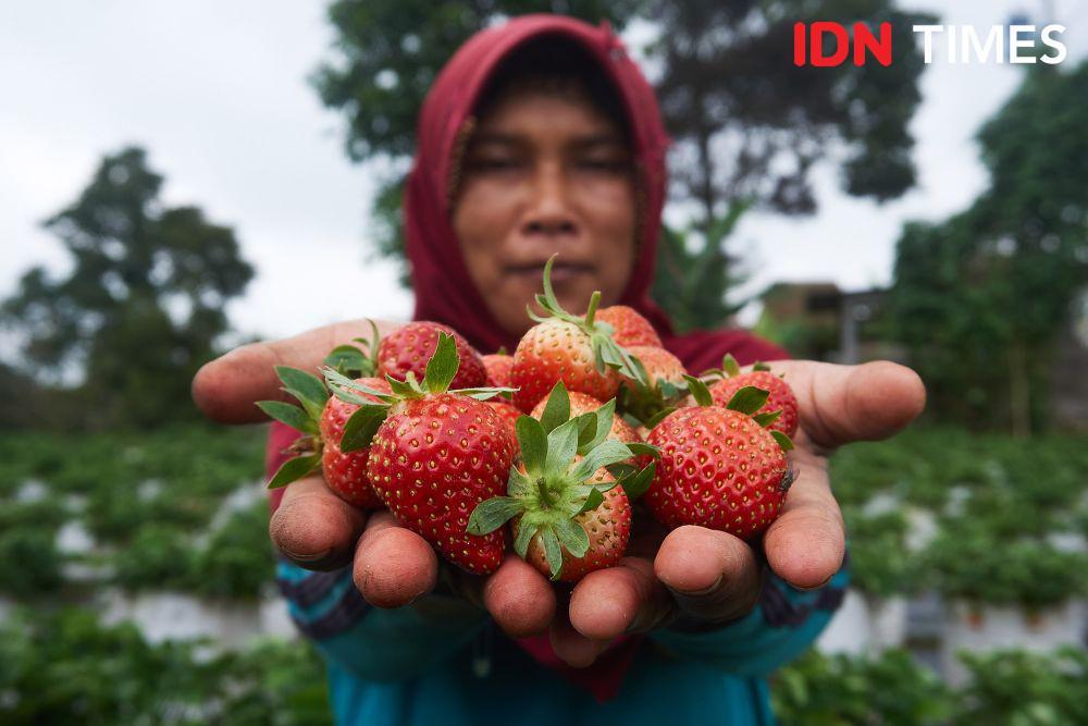 [FOTO] Elektrifikasi PLN untuk Pertanian Strawberry Lereng Merbabu