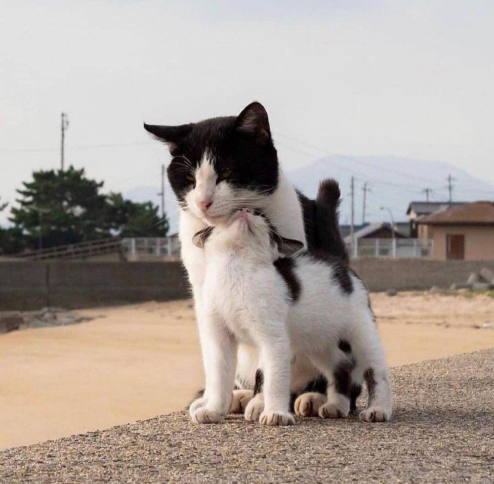 potret kucing bahagia (instagram.com/catloversklub)