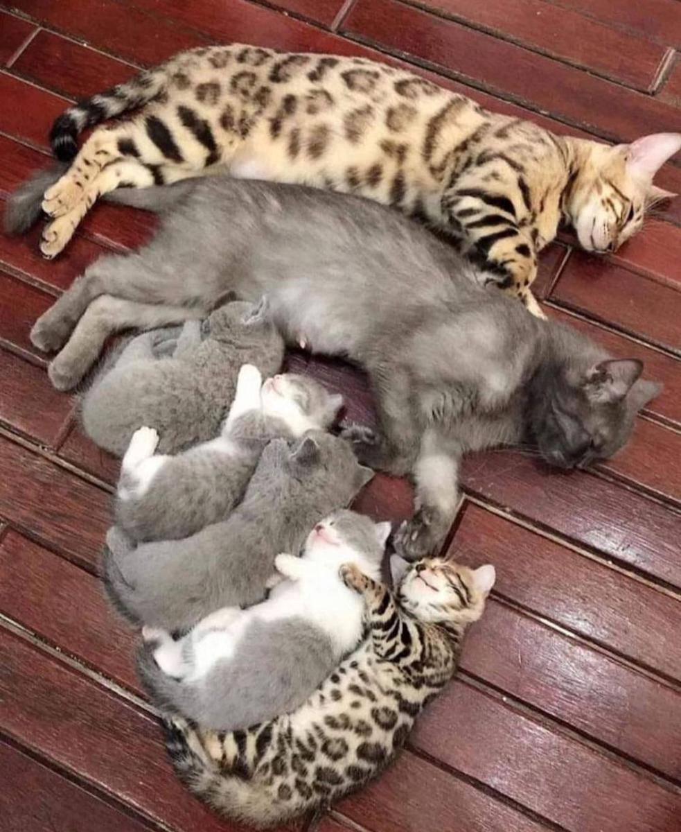 potret kucing bahagia (instagram.com/catloversklub)