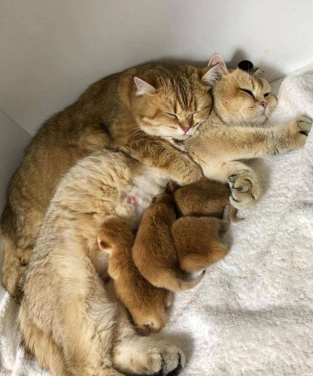 potret kucing bahagia (instagram.com/catloversklub)