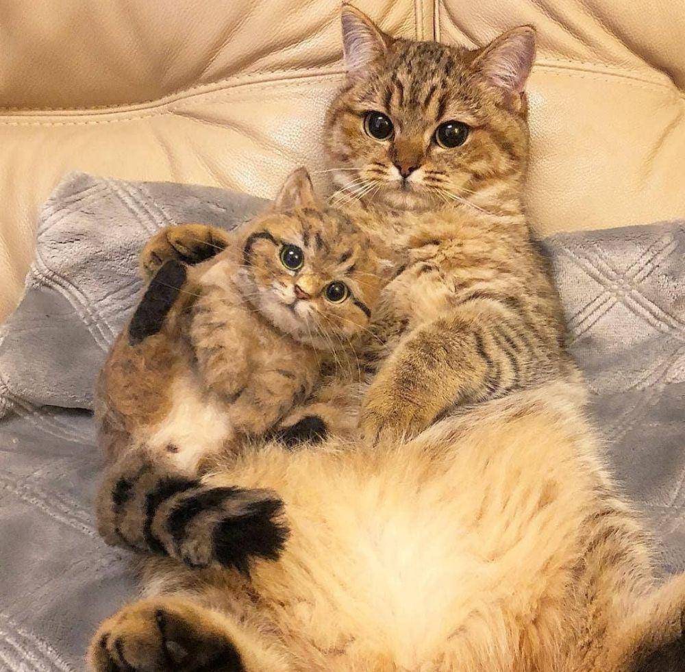 potret kucing bahagia (instagram.com/catloversklub)