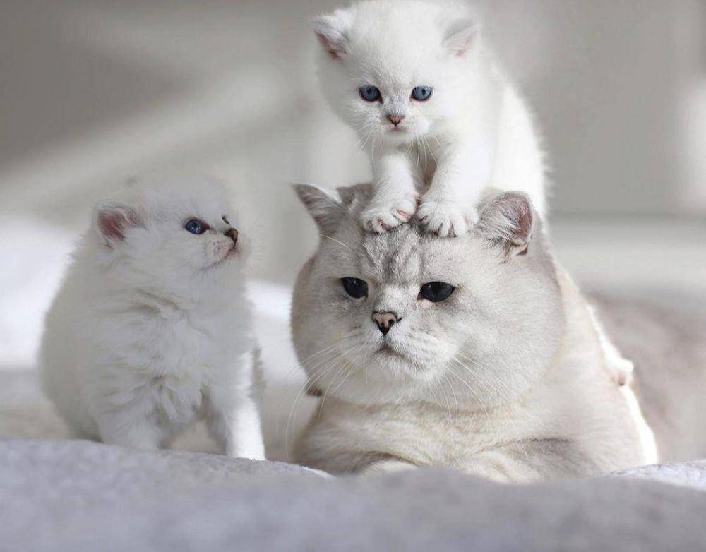 potret kucing bahagia (instagram.com/catloversklub)