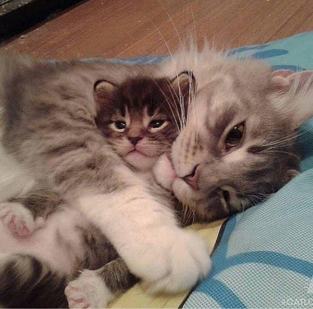 potret kucing bahagia (instagram.com/catloversklub)