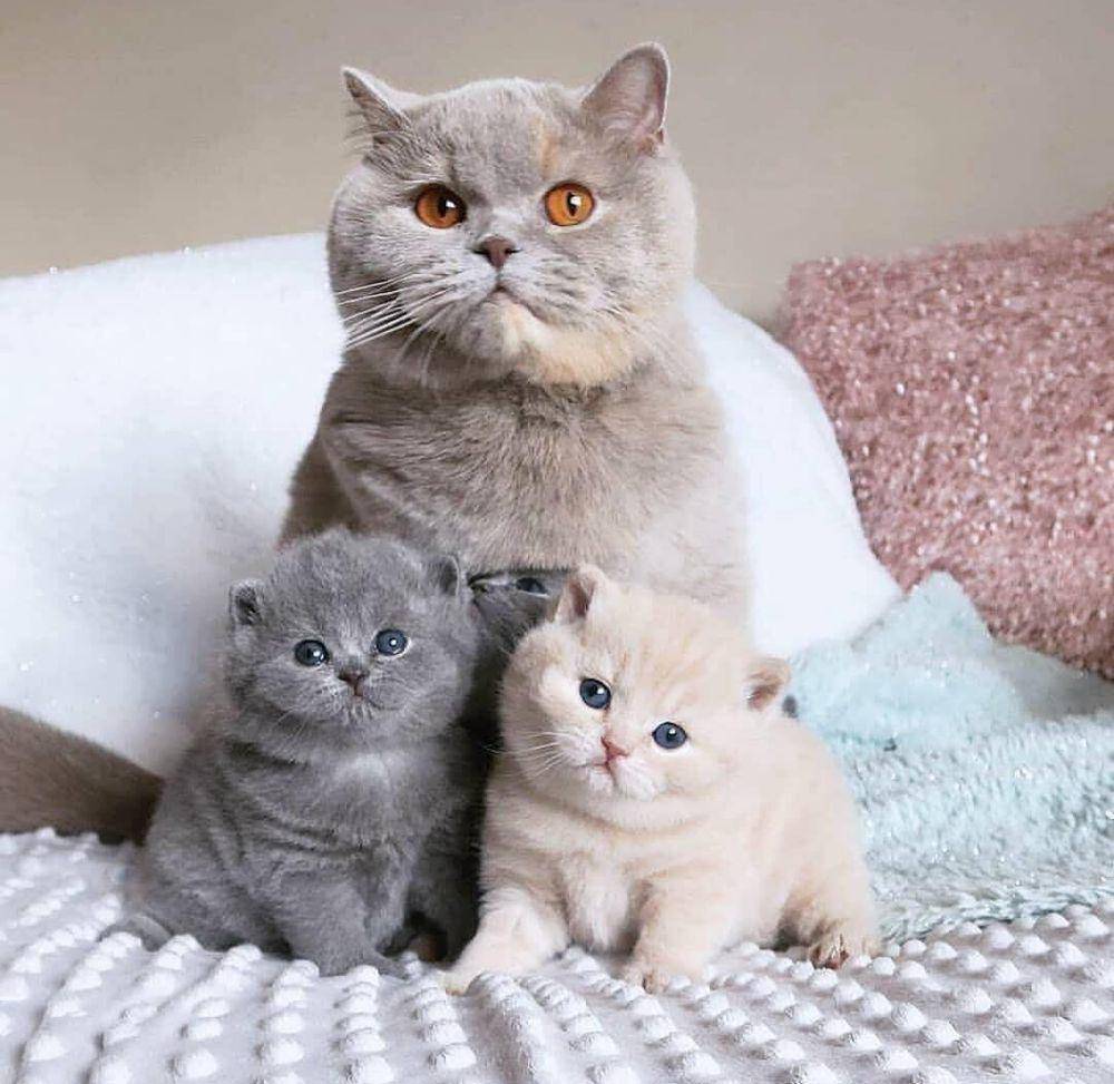potret kucing bahagia (instagram.com/catloversklub)