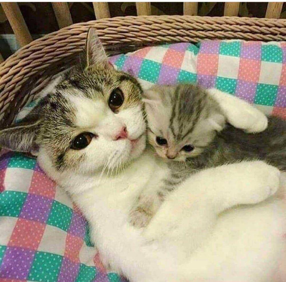 potret kucing bahagia (instagram.com/catloversklub)