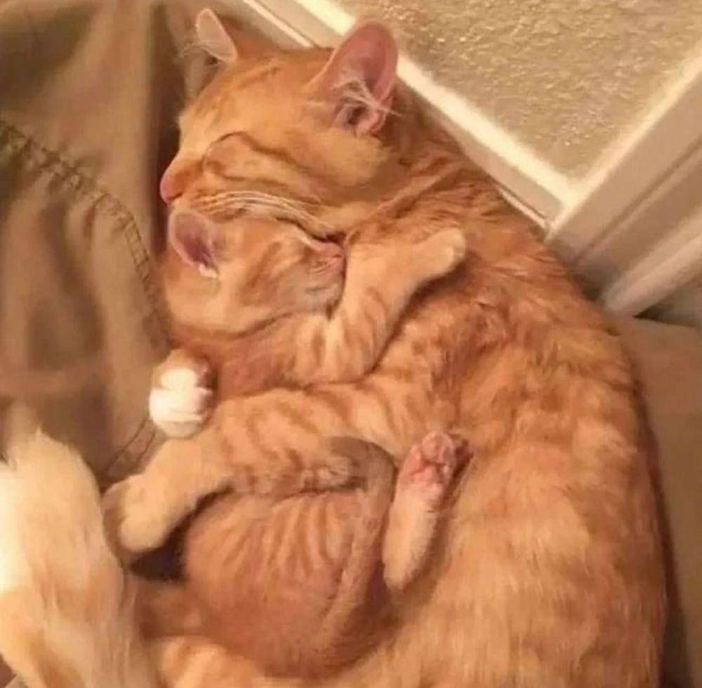 potret kucing bahagia (instagram.com/poodles_stuff_love))