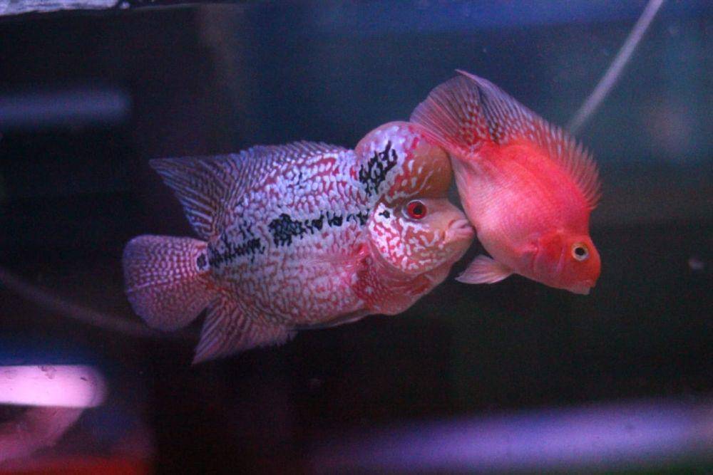 6 Jenis Ikan Louhan Beserta Harganya, Tertarik Memilikinya? IDN Times