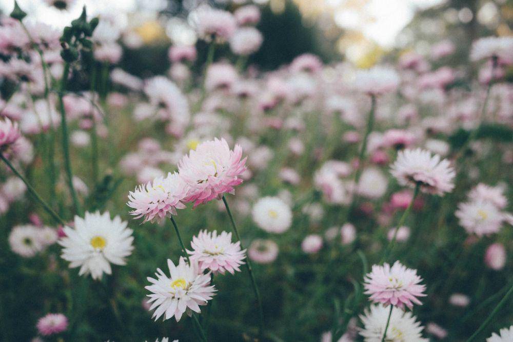 potret bunga aster (pexels.com/angello)