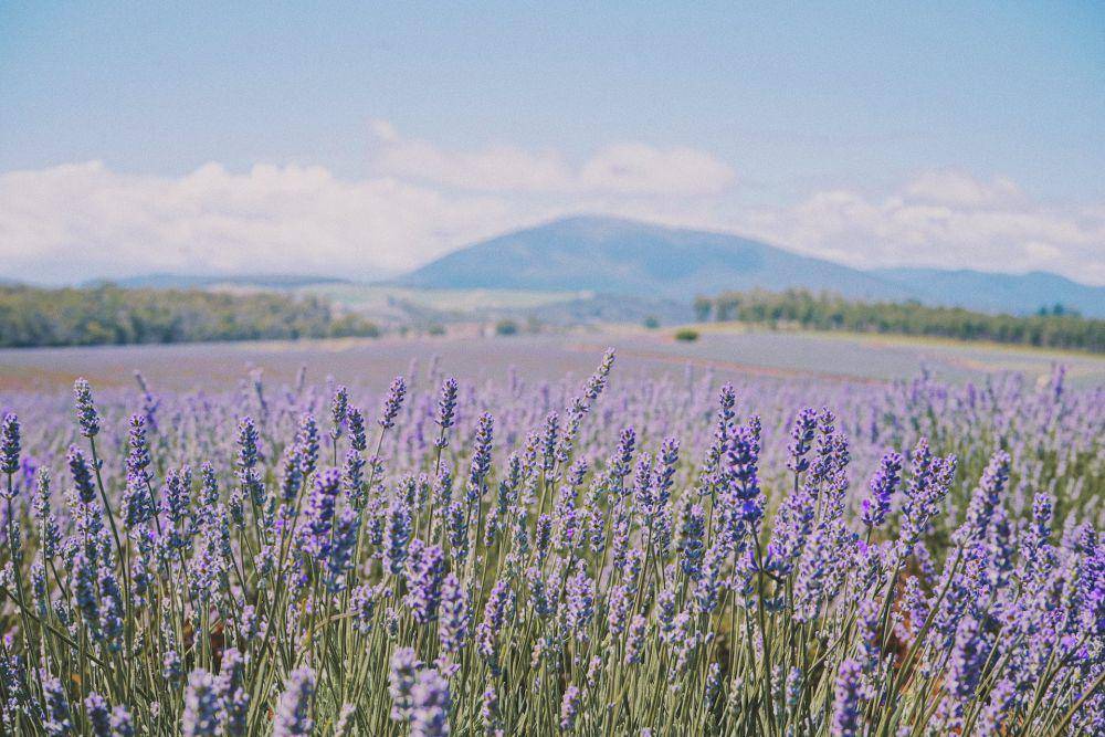 potret bunga lavender (pexels.com/Kien Yu)