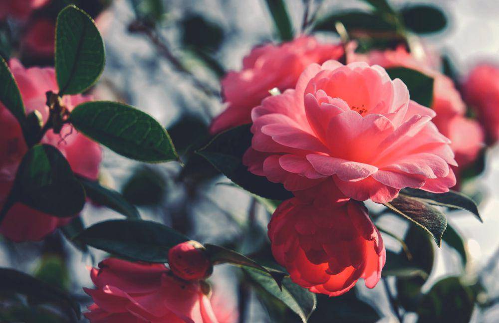 potret bunga camelia (pexels.com/Susanne Jutzeler, suju-foto)